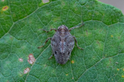 Issus coleoptratus